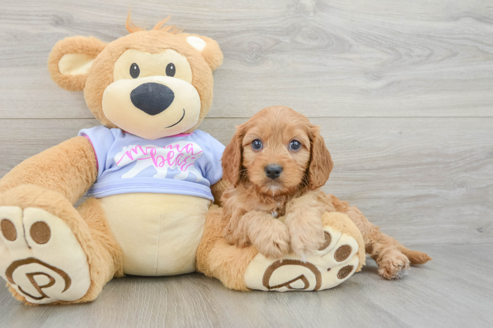 Friendly Cavapoo Baby