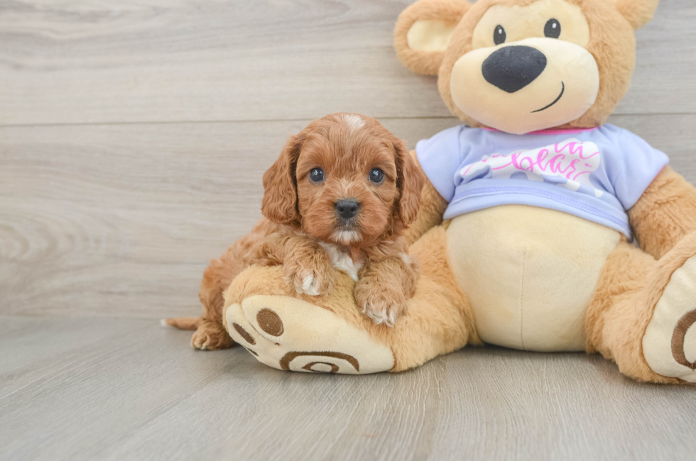 5 week old Cavapoo Puppy For Sale - Premier Pups
