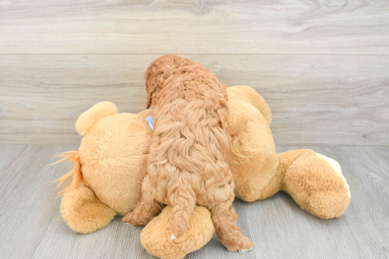 Meet Iggy - our Cavapoo Puppy Photo 2/3 - Premier Pups