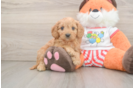 Cavapoo Puppy for Adoption