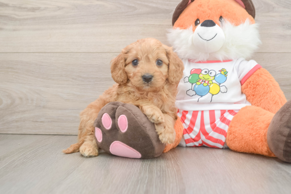 Cavapoo Puppy for Adoption