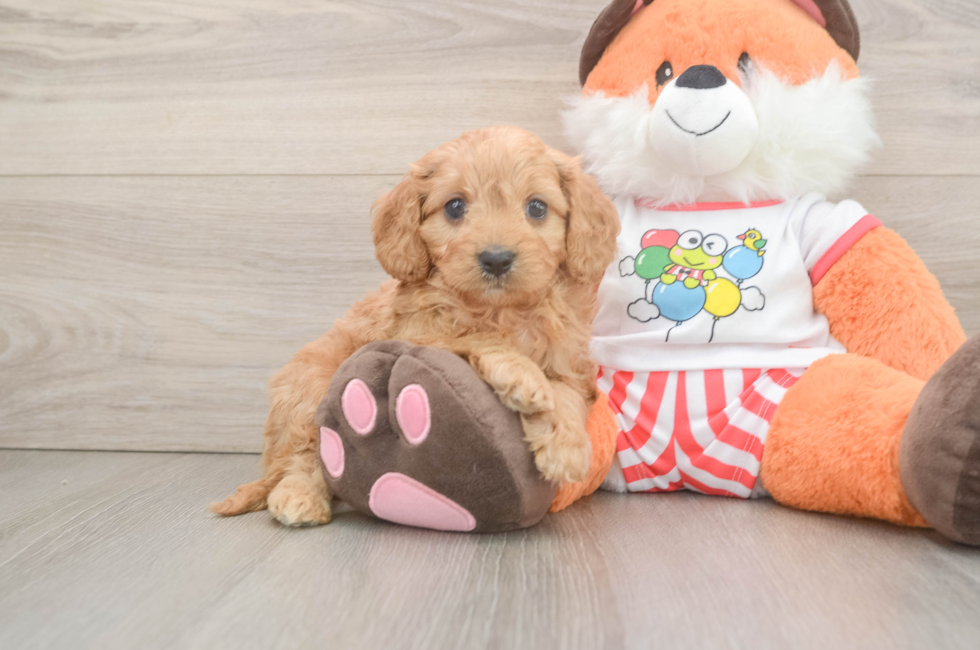 5 week old Cavapoo Puppy For Sale - Premier Pups