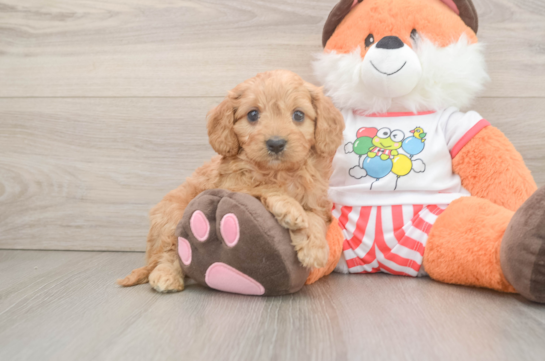 Cavapoo Puppy for Adoption