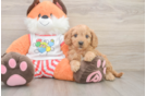 Cavapoo Pup Being Cute