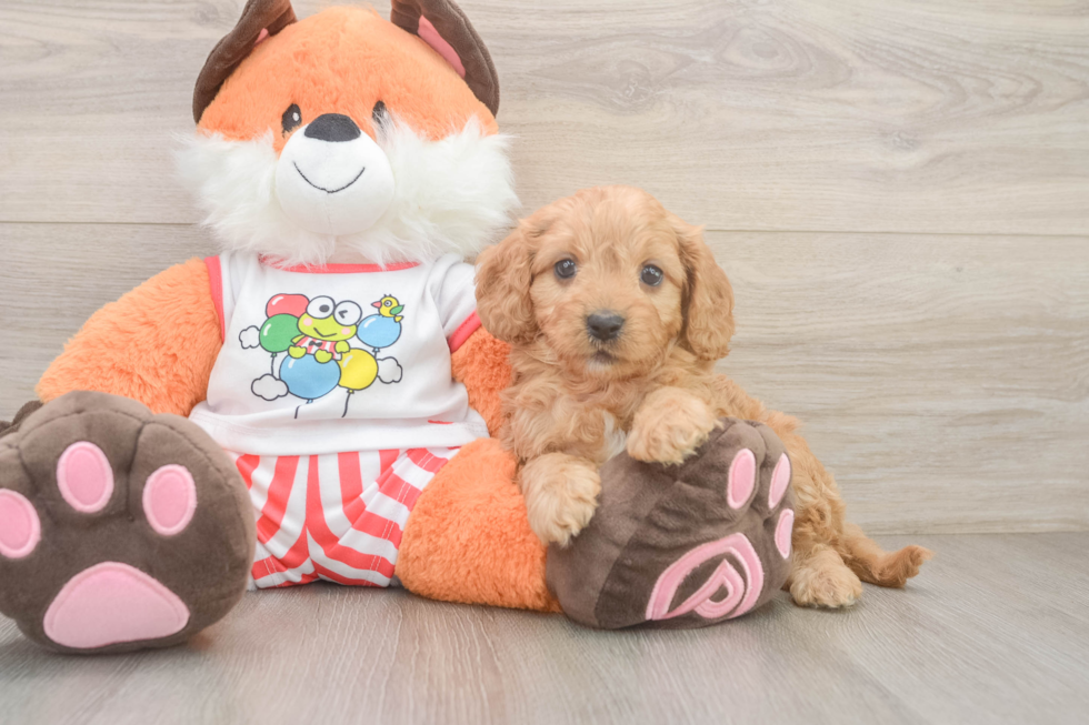 Cavapoo Pup Being Cute