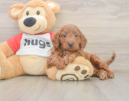 9 week old Cavapoo Puppy For Sale - Premier Pups
