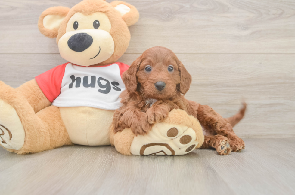 5 week old Cavapoo Puppy For Sale - Premier Pups