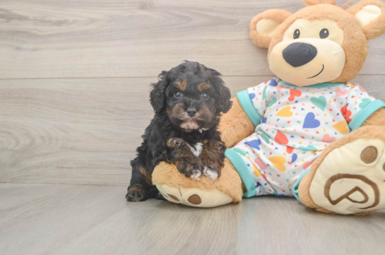 Cavapoo Puppy for Adoption