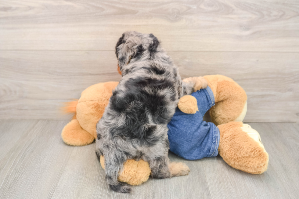 Funny Cavapoo Poodle Mix Pup