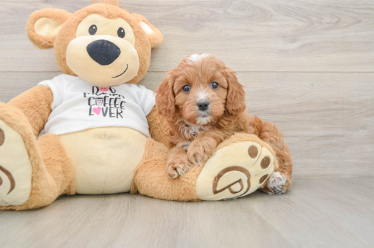 Cavapoo Puppy for Adoption