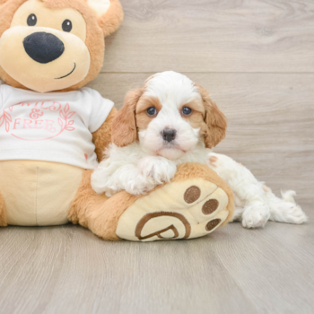 Funny Cavapoo Poodle Mix Pup