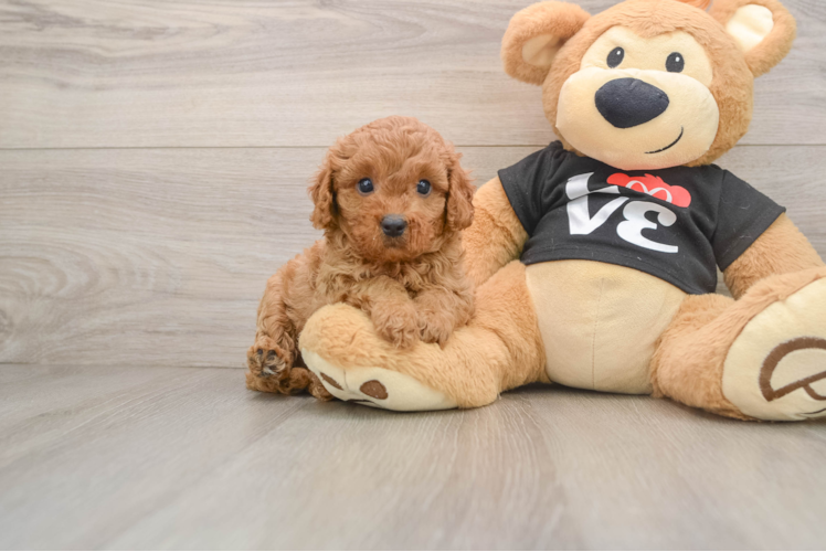 Best Cavapoo Baby