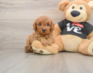 8 week old Cavapoo Puppy For Sale - Premier Pups