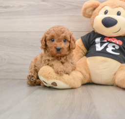 8 week old Cavapoo Puppy For Sale - Premier Pups