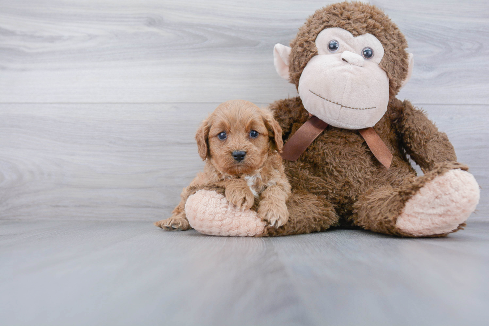 Playful Cavoodle Poodle Mix Puppy