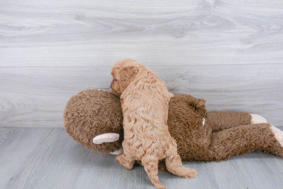 Energetic Cavoodle Poodle Mix Puppy