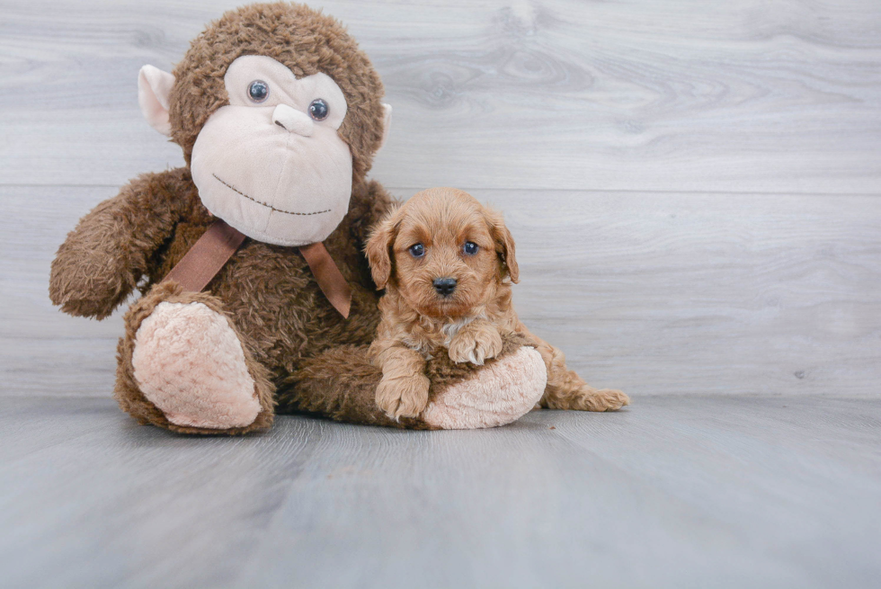 Energetic Cavoodle Poodle Mix Puppy