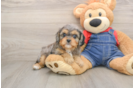 Fluffy Cavapoo Poodle Mix Pup