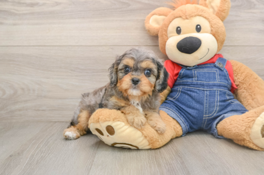 Fluffy Cavapoo Poodle Mix Pup