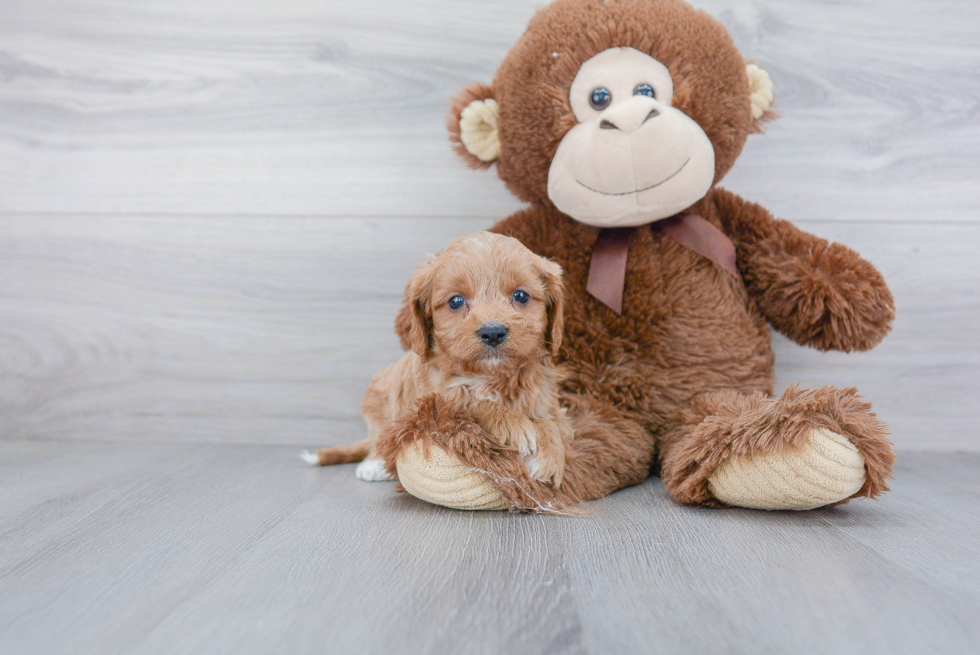 Happy Cavapoo Baby