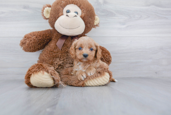 Petite Cavapoo Poodle Mix Pup