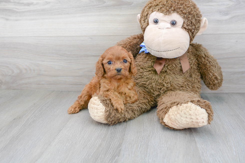 Small Cavapoo Baby