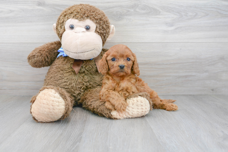 Energetic Cavoodle Poodle Mix Puppy