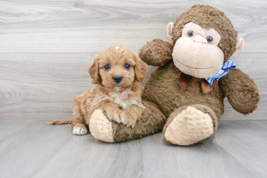 Petite Cavapoo Poodle Mix Pup