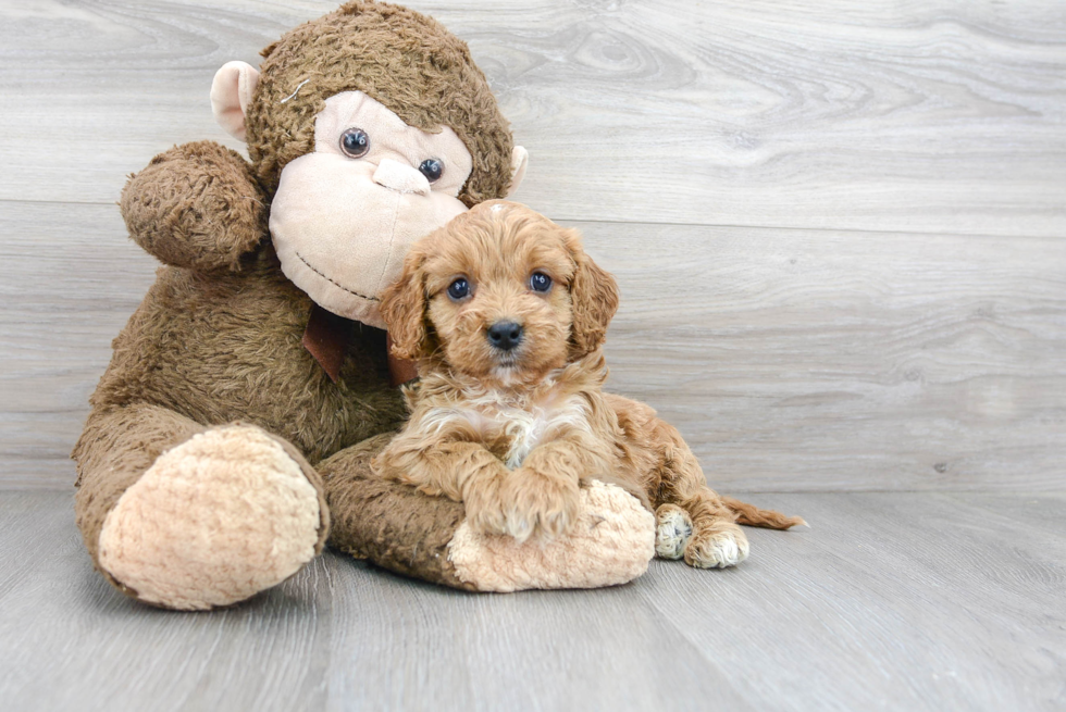 Cavapoo Pup Being Cute