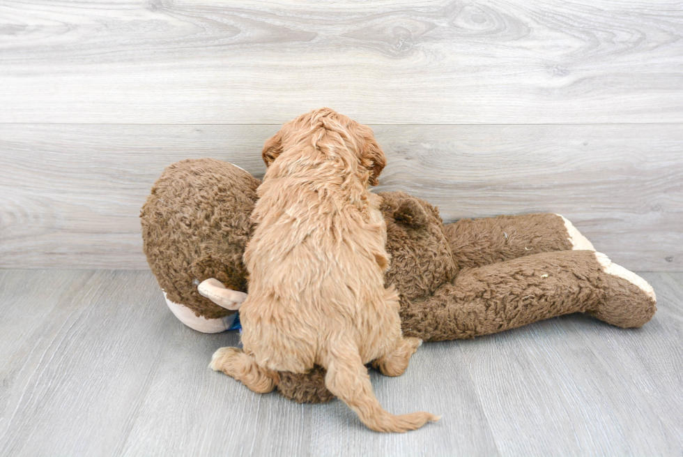 Cavapoo Pup Being Cute