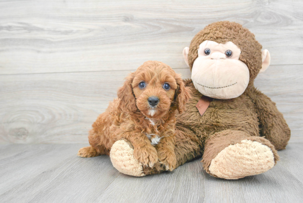 Hypoallergenic Cavoodle Poodle Mix Puppy