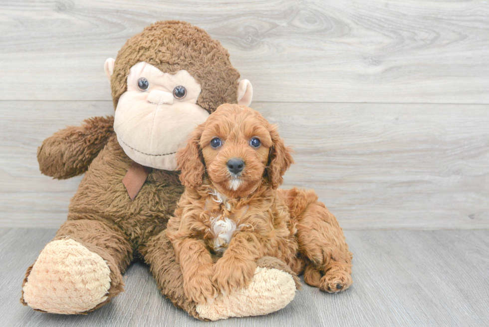 Small Cavapoo Baby