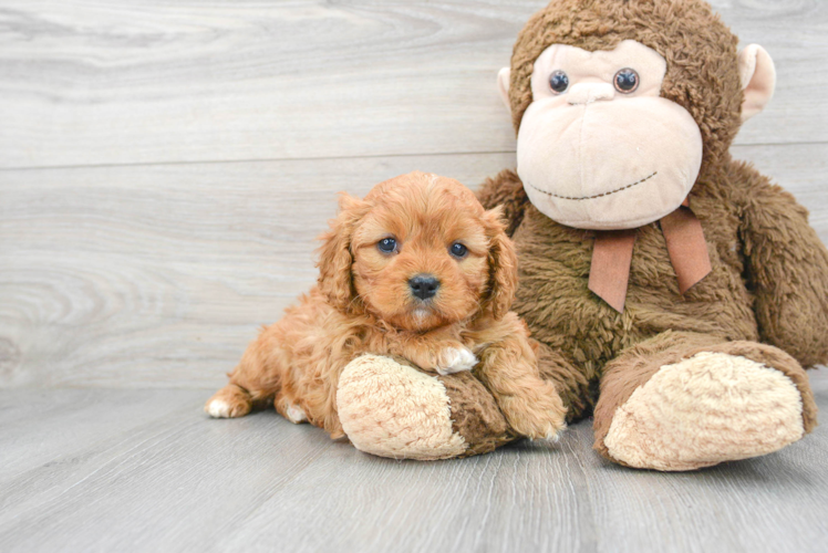 Cute Cavapoo Baby