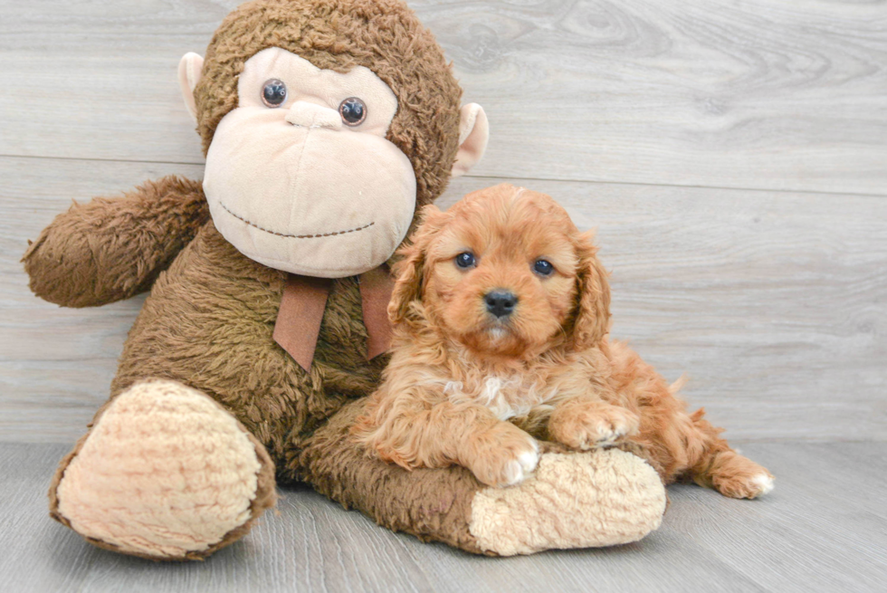 Cute Cavapoo Baby