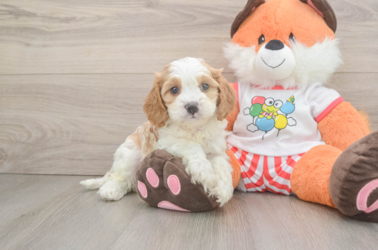 Cavapoo Pup Being Cute