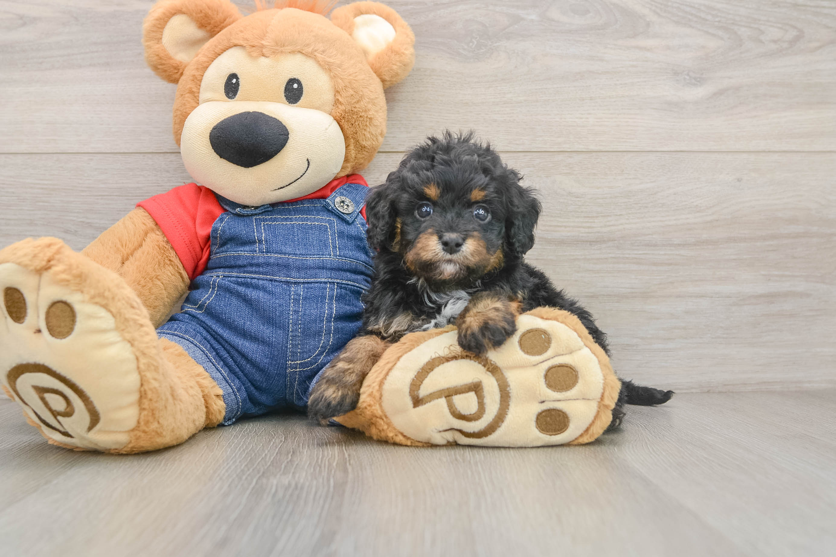 Cavapoo Puppy for Adoption