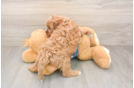 Best Cavapoo Baby