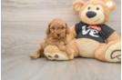 Happy Cavapoo Baby