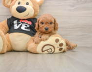 8 week old Cavapoo Puppy For Sale - Premier Pups