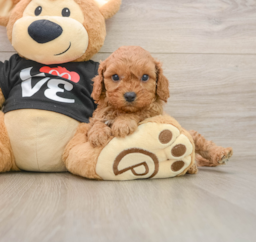 8 week old Cavapoo Puppy For Sale - Premier Pups