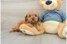 Sweet Cavapoo Baby