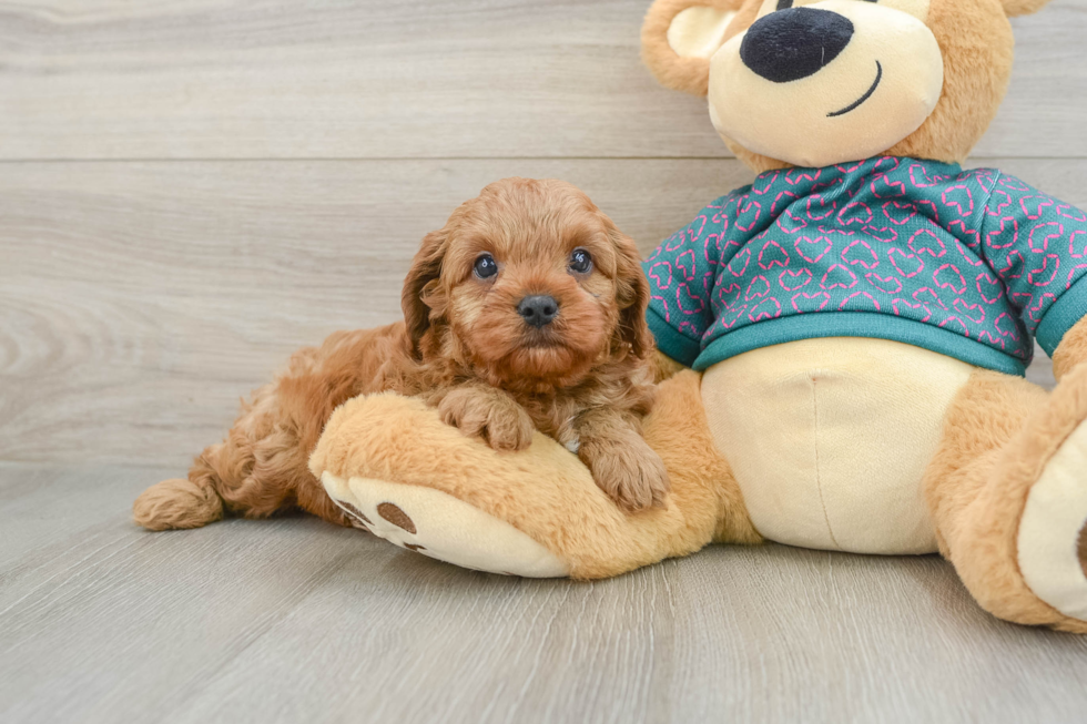 Sweet Cavapoo Baby