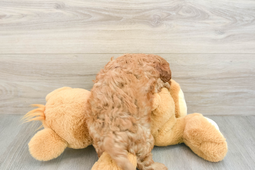 Cavapoo Pup Being Cute