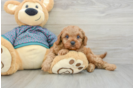 Small Cavapoo Baby