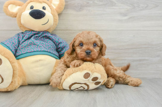 Small Cavapoo Baby