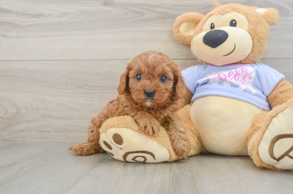 5 week old Cavapoo Puppy For Sale - Premier Pups