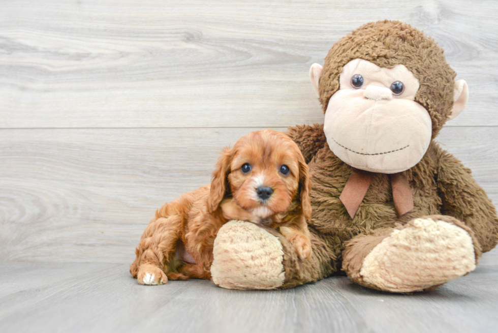 Petite Cavapoo Poodle Mix Pup