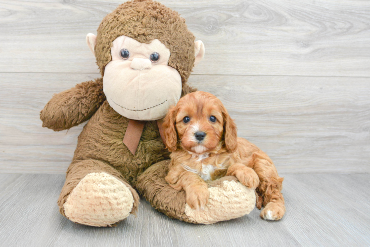 Cavapoo Pup Being Cute