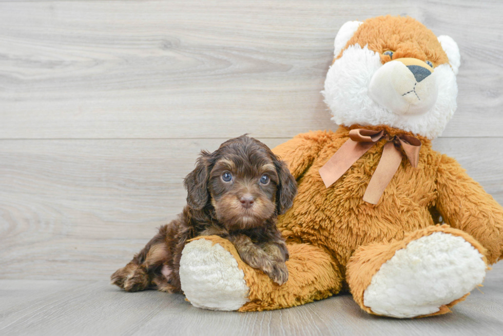 Best Cavapoo Baby