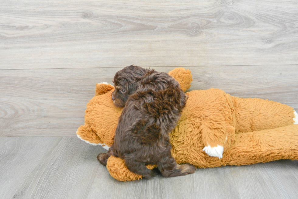 Cavapoo Pup Being Cute